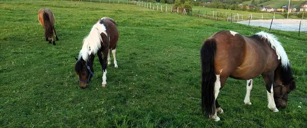 Dağlardaki bir atın yakın plan fotoğrafı.