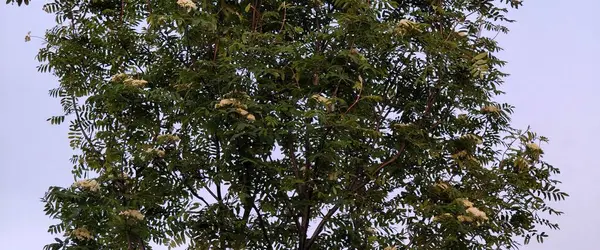 Doğada ağaç dalları, bitki örtüsü