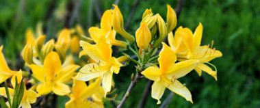 Yeşil bahçedeki sarı zambaklar yaz manzarasının arka planında.