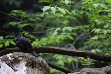 Kara karga ağaçta oturuyor