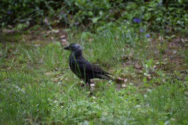 Yeşil çimlerin üzerinde siyah bir kuş