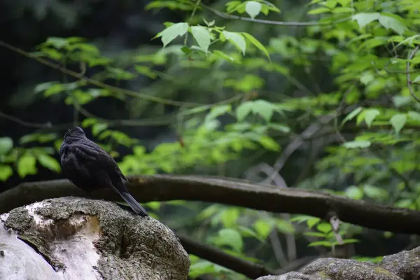 Kara karga ağaçta oturuyor