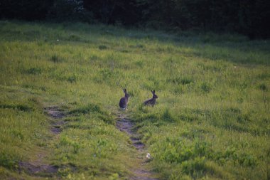 Çimlerin üzerinde bir çift genç geyik