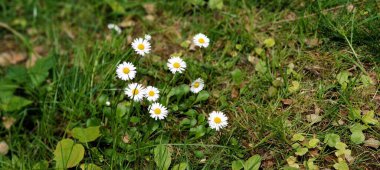 Bahçedeki güzel çiçekler