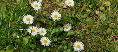 Bahçede beyaz çiçekler