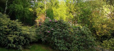 İlkbahar manzarası Ağaçlar ve çiçekler