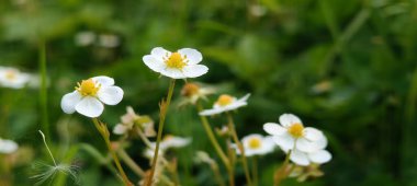 Bahçedeki güzel çiçekler