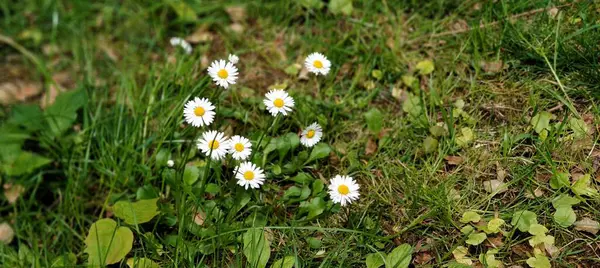 Bahçedeki güzel çiçekler