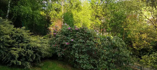 İlkbahar manzarası Ağaçlar ve çiçekler