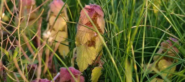 Güzel botanik fotoğrafı, doğal duvar kağıdı.