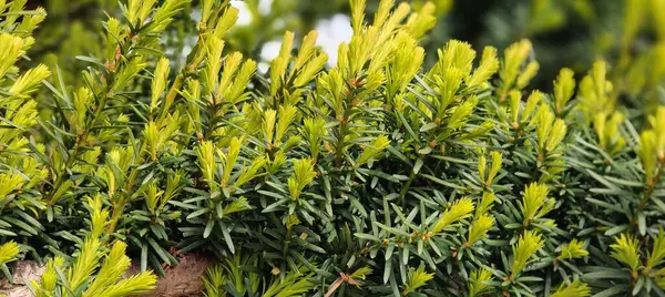 Bahçede sarı yapraklar