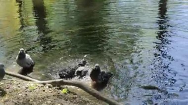 Gölde yaban ördekleri