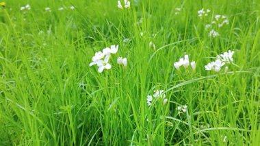 Bahçedeki güzel çiçekler