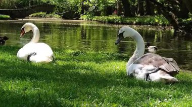 Gölde güzel beyaz kuğular