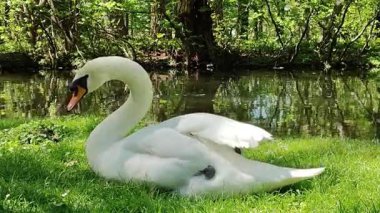 Gölette beyaz kuğu