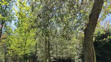 Parkın güzel manzarası