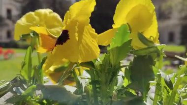 Bahçedeki güzel çiçekler