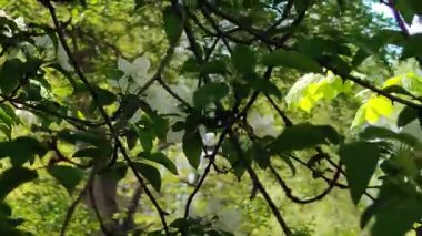 Ormanda yeşil yapraklar