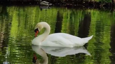 güzel beyaz Kuğu Gölü