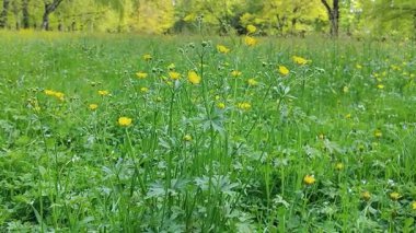Bahçedeki yeşil çimenler