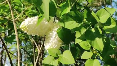 Baharda ağacın beyaz çiçeği