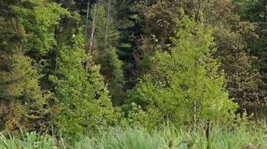 Dağlardaki yeşil orman