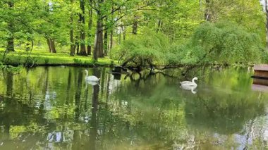 Beyaz gölette kuğu.