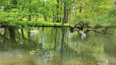 Gölette yüzen beyaz kuğu.