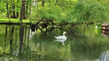 Yazın ormandaki yeşil gölde beyaz kuğu.