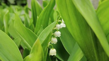 Bahçedeki güzel beyaz çiçekler