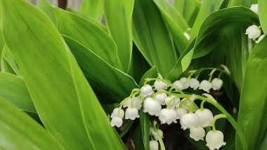 Vadinin beyaz zambakları