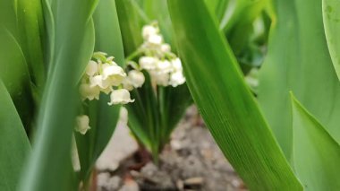 Bahçedeki beyaz çiçek