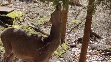 Boynuzları olan genç geyik.