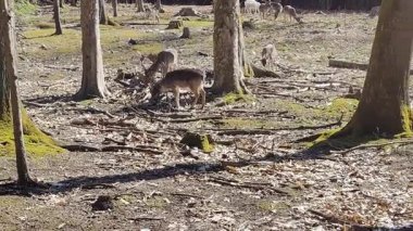 Ormandaki güzel geyik