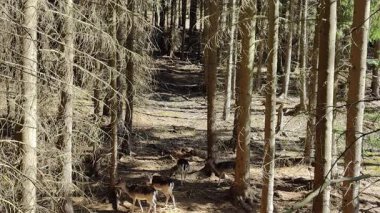 Ormandaki genç geyik