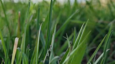 Bahçedeki yeşil çimenler