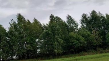 Ormanda yeşil ağaçlar