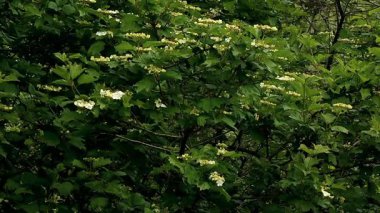 Güzel botanik fotoğrafı, doğal duvar kağıdı.