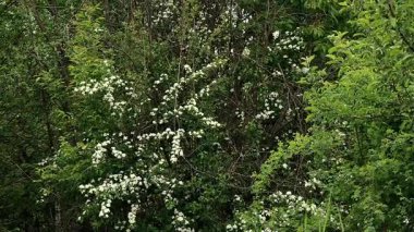 Ormandaki ağaçta beyaz çiçekler