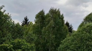 Parktaki yeşil ağaçlar.