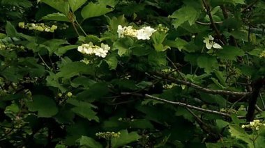 Güzel çiçekler, çiçek konsepti