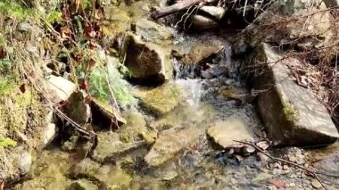 Ormanda güzel bir şelale