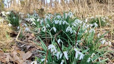 İlkbaharda kar taneleri