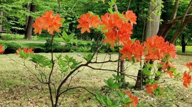 gündüz açık büyüyen renkli çiçekler yakın