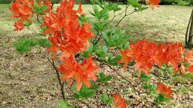 gündüz açık büyüyen renkli çiçekler yakın