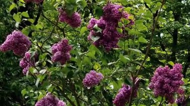 gündüz açık büyüyen renkli çiçekler yakın