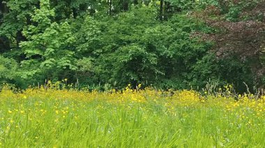 Ağacı ve büyük yeşil otları olan güzel bir manzara.