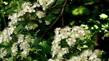 Bahçede beyaz çiçekler