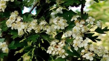 Güzel çiçekler, çiçek konsepti