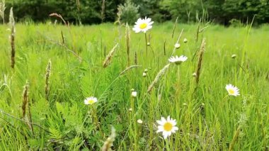 Tarlada yabani çiçekler